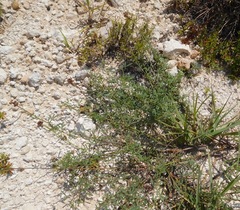 Dalea candida oligophylla