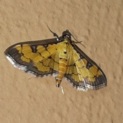Ategumia