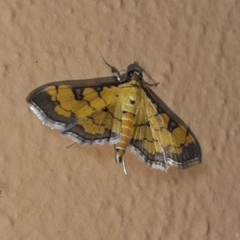 Ategumia