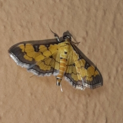 Ategumia