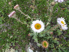 Erigeron grandiflorus