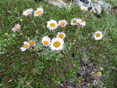 Erigeron grandiflorus