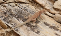 Uta stansburiana uniformis