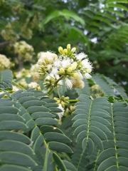 Enterolobium contortisiliquum