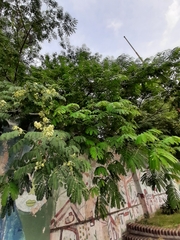 Enterolobium contortisiliquum