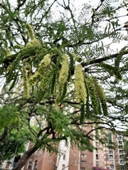 Prosopis alba