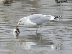 Larus argentatus