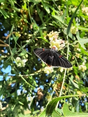 Phocides polybius phanias
