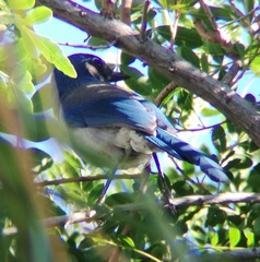 Aphelocoma californica