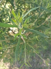 Baccharis spicata