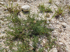 Dalea candida oligophylla