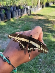 Heraclides thoas