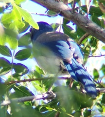 Aphelocoma californica
