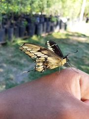 Heraclides thoas