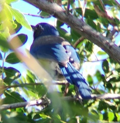 Aphelocoma californica