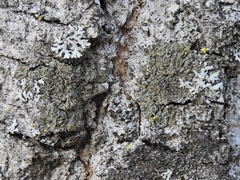 Hyperphyscia syncolla