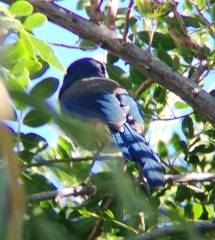 Aphelocoma californica