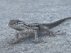Uta stansburiana