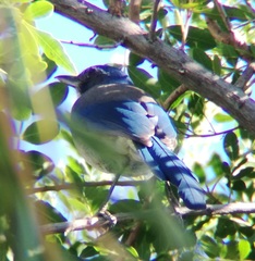 Aphelocoma californica