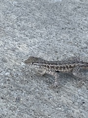 Uta stansburiana
