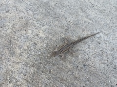 Uta stansburiana