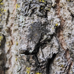 Hyperphyscia adglutinata