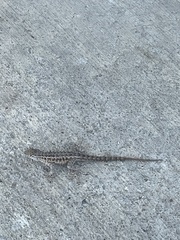 Uta stansburiana