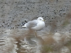 Larus delawarensis
