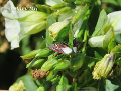 Anochrostomus formosus