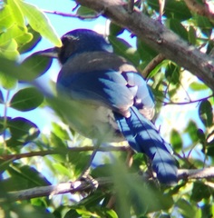 Aphelocoma californica