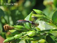 Anochrostomus formosus