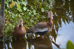Dendrocygna autumnalis image