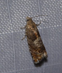 Epinotia solicitana