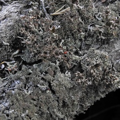 Cladonia crispata
