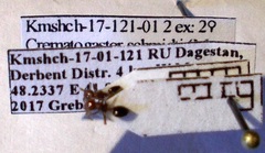 Crematogaster schmidti