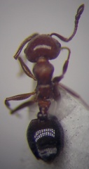 Crematogaster schmidti