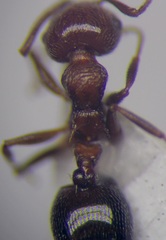 Crematogaster schmidti