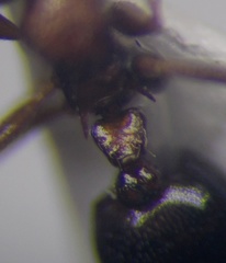 Crematogaster schmidti