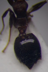 Crematogaster schmidti
