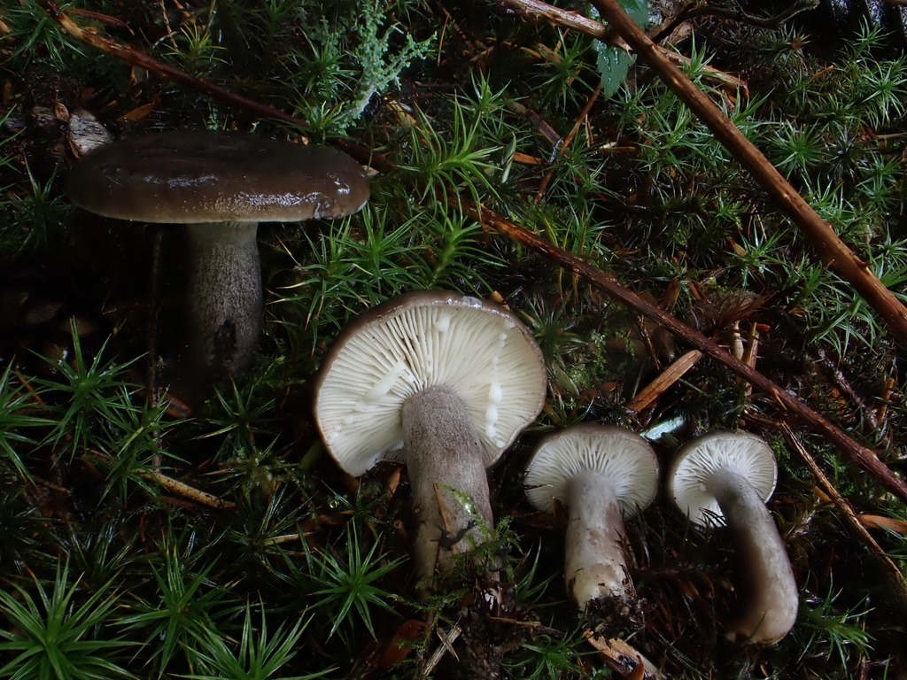 Gray-stemmed Milk Cap