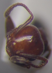 Crematogaster schmidti