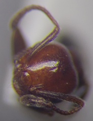Crematogaster schmidti