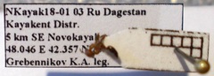 Crematogaster schmidti