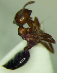 Crematogaster schmidti