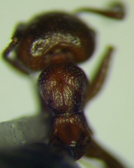 Crematogaster schmidti