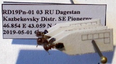 Crematogaster schmidti