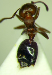 Crematogaster schmidti