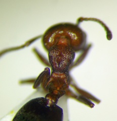 Crematogaster schmidti