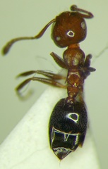 Crematogaster schmidti
