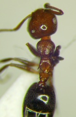 Crematogaster schmidti